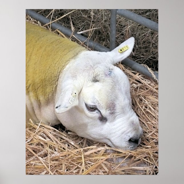 SHEEP POSTER (Front)