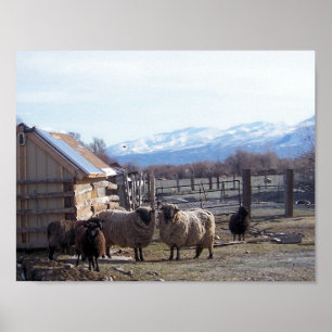 Sheep Poster