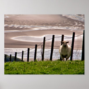 SHEEP POSTER