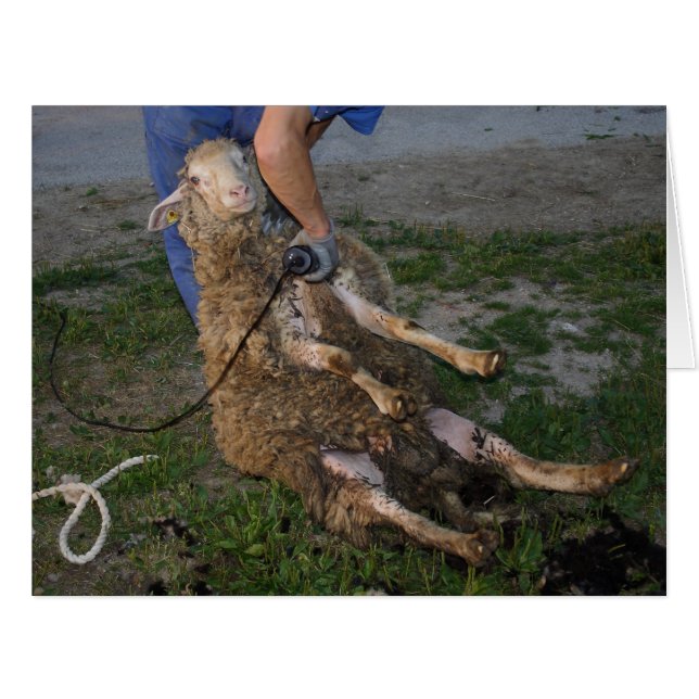 Sheep Shearing (Front Horizontal)