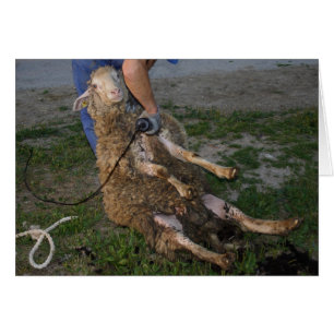 Sheep Shearing