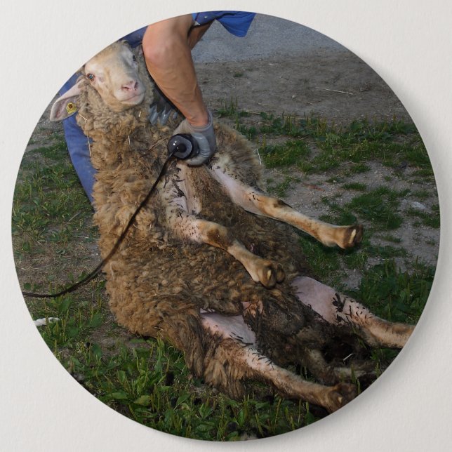Sheep Shearing 6 Inch Round Button (Front)