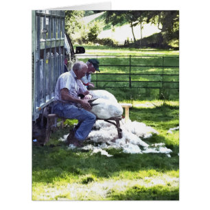 SHEEP SHEARING CARD