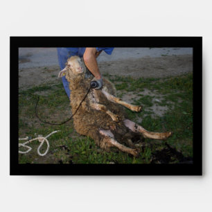 Sheep Shearing Envelope