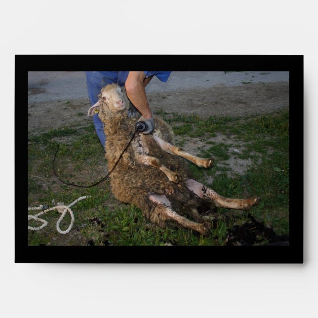 Sheep Shearing Envelope (Front)