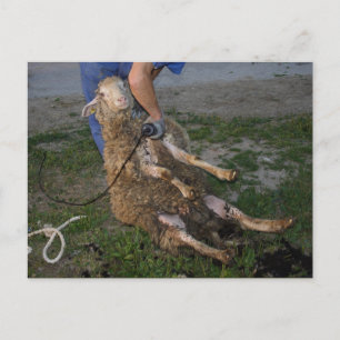 Sheep Shearing Postcard