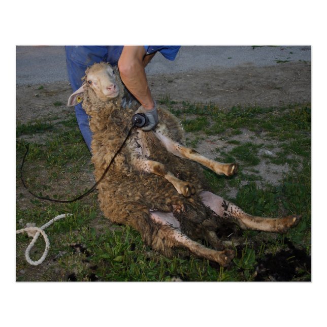 Sheep Shearing Poster (Front)