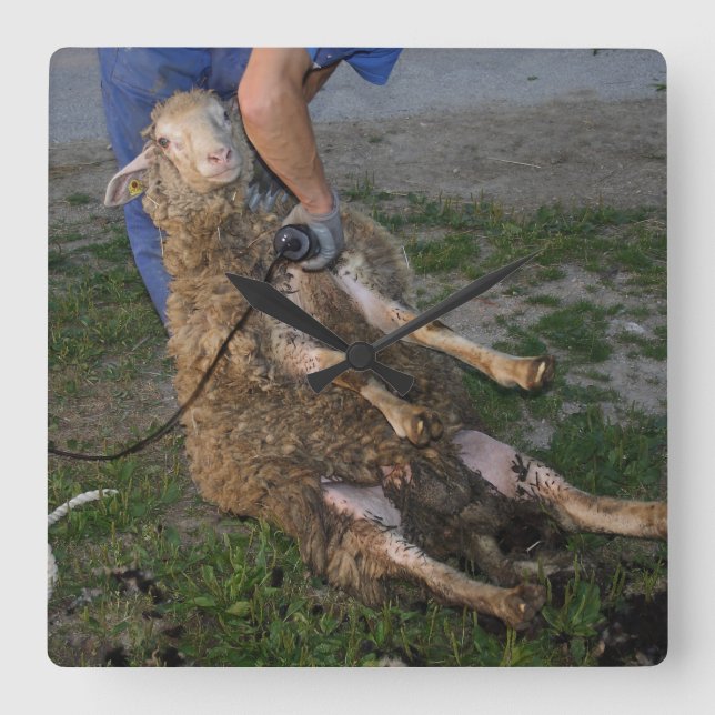 Sheep Shearing Square Wall Clock (Front)