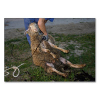 Sheep Shearing