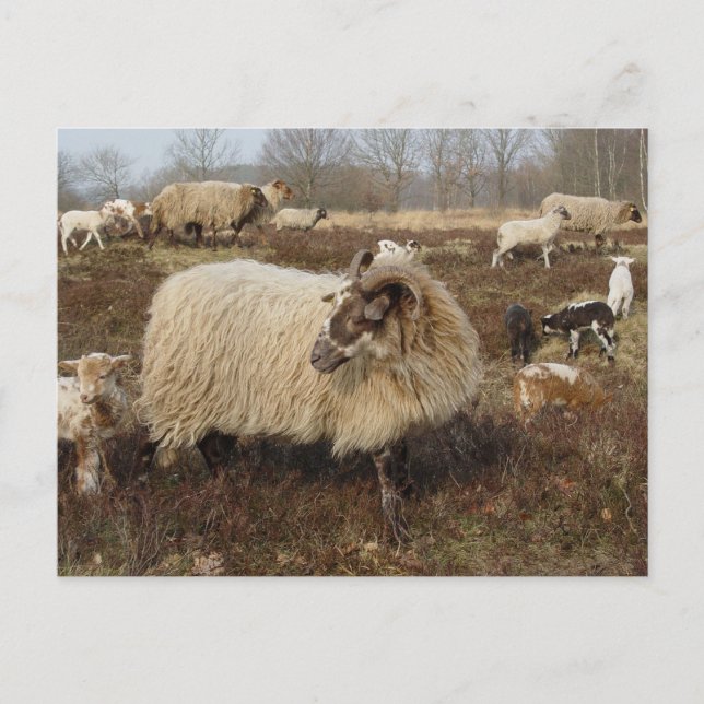 Sheep - Sheep in Heather field Postcard (Front)