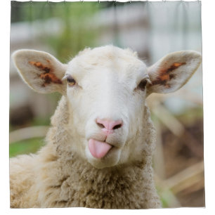 Sheep show tongue