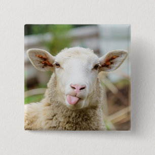 Sheep show tongue 2 inch square button