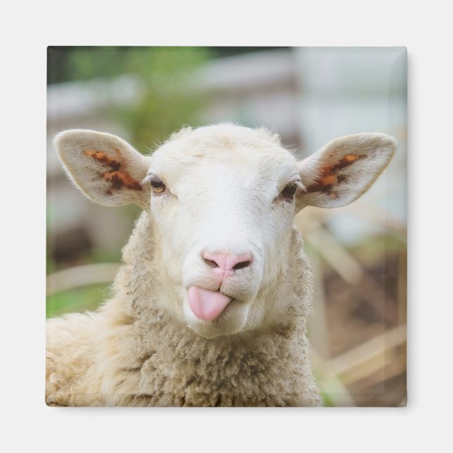 Sheep show tongue magnet (Front)