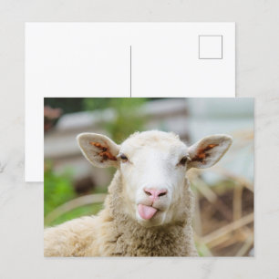 Sheep show tongue postcard
