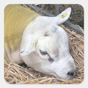 SHEEP SQUARE STICKER