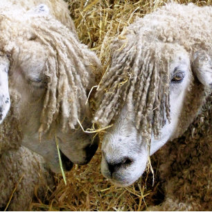 SHEEP SQUARE STICKER