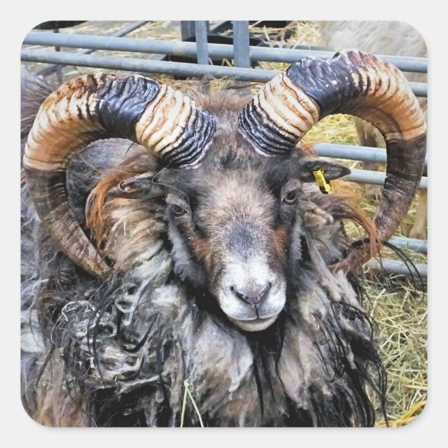 SHEEP SQUARE STICKER (Front)