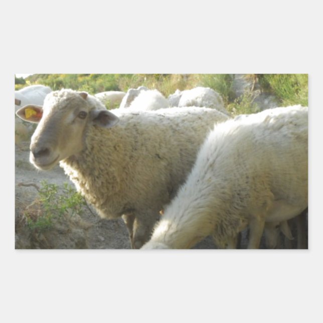 Sheep Sticker (Front)
