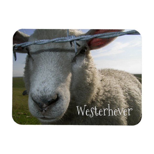 Sheep through Fence, Westerhever, Germany Magnet (Horizontal)