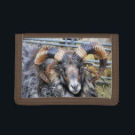 SHEEP TRIFOLD WALLET<br><div class="desc">A photographic design of a beautiful ram sheep with magnificent horns.</div>