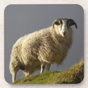 Sheep, Trotternish Peninsula, Isle of Skye, Coaster