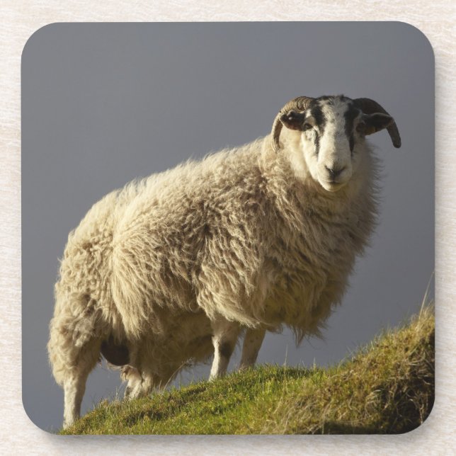 Sheep, Trotternish Peninsula, Isle of Skye, Coaster (Front)