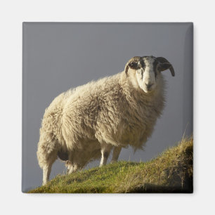 Sheep, Trotternish Peninsula, Isle of Skye, Magnet