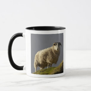 Sheep, Trotternish Peninsula, Isle of Skye, Mug