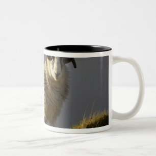 Sheep, Trotternish Peninsula, Isle of Skye, Two-Tone Coffee Mug