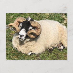 Sheep with Curly Horns. Isle of Islay, Scotland Postcard