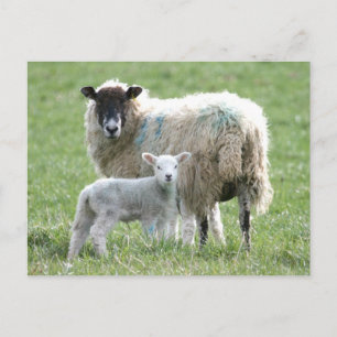 Sheep with her lamb postcard