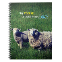 Sheep with lamb in grass meadow