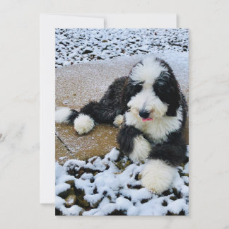 Sheepadoodle Card
