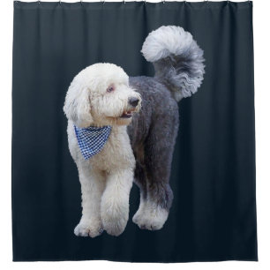 Sheepadoodle With Blue Chequered Scarf