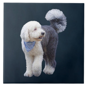 Sheepadoodle With Blue Chequered Scarf Tile