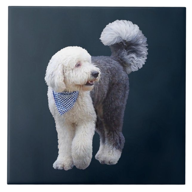 Sheepadoodle With Blue Chequered Scarf Tile (Front)