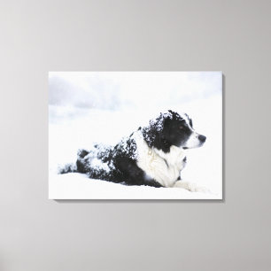 Sheepdog (Akbash/collie mix) lying out during Canvas Print