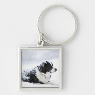Sheepdog (Akbash/collie mix) lying out during Keychain
