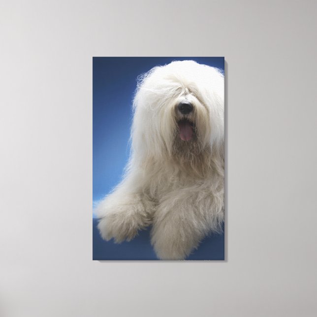 Sheepdog Canvas Print (Front)