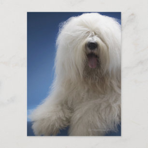 Sheepdog Postcard