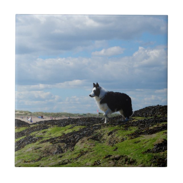 Sheepdog Ready on Rocks Tile (Front)