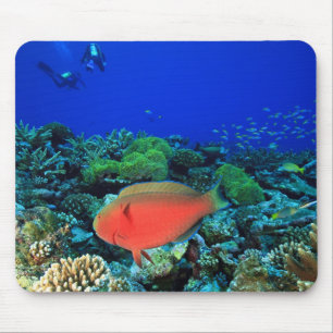Sheephead Parrotfish Scarus Mouse Pad