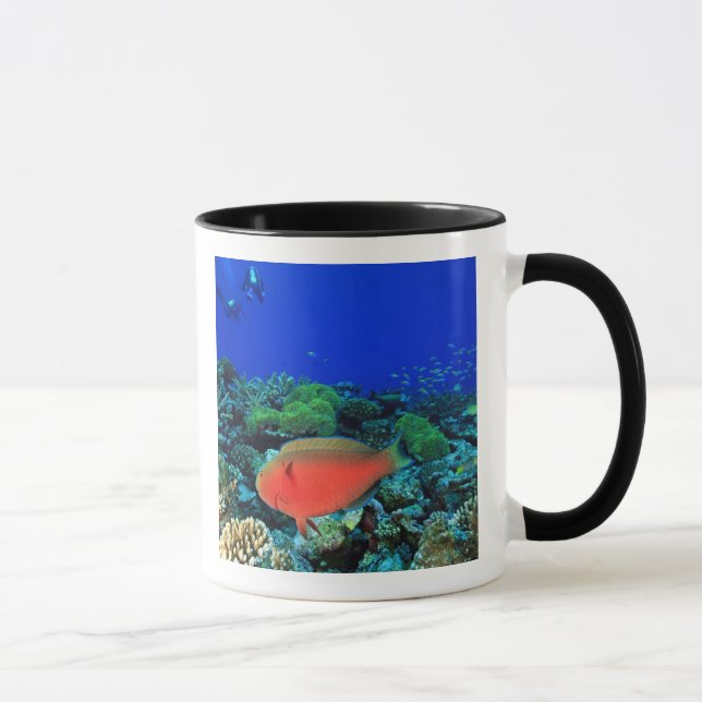 Sheephead Parrotfish Scarus Mug (Right)