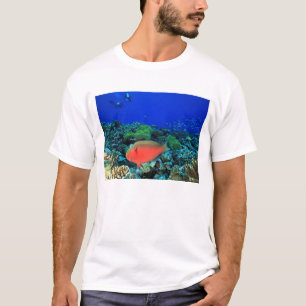 Sheephead Parrotfish Scarus T-Shirt