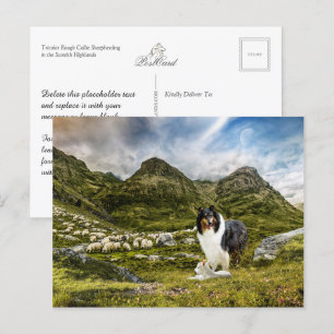 Sheepherding Tricolor Rough Collie - Collectable Postcard