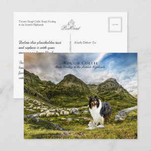 Sheepherding Tricolor Rough Collie - Collectable Postcard