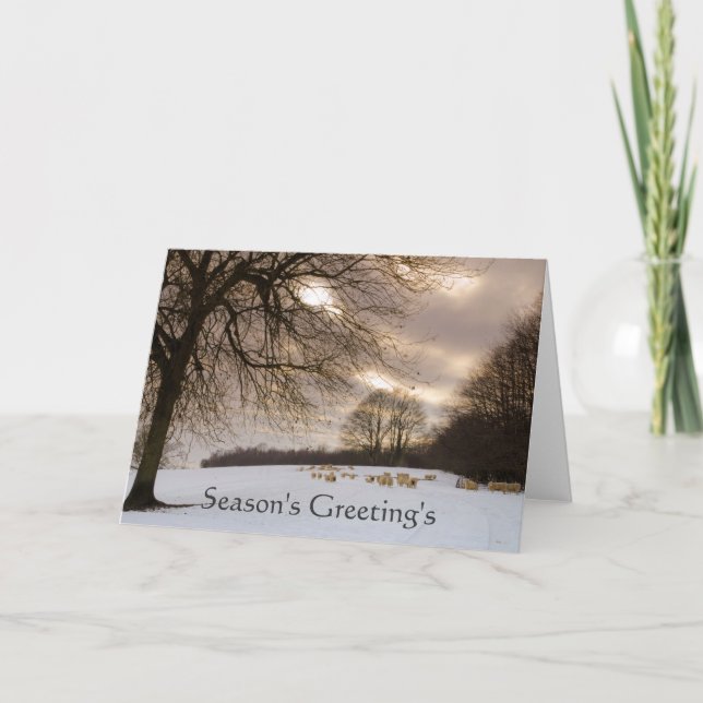 Sheeps Holiday Card (Front)