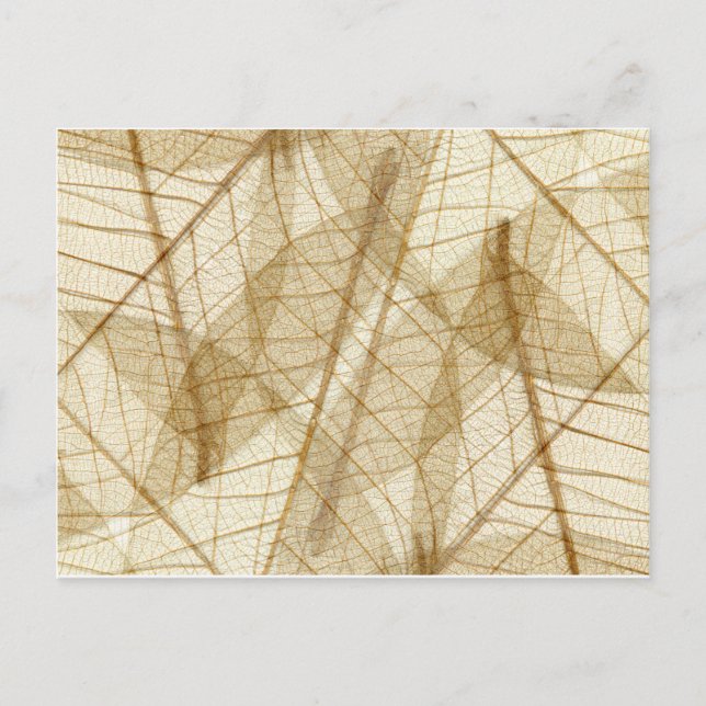 Sheer Cream Beige Lace Leaves Postcard (Front)