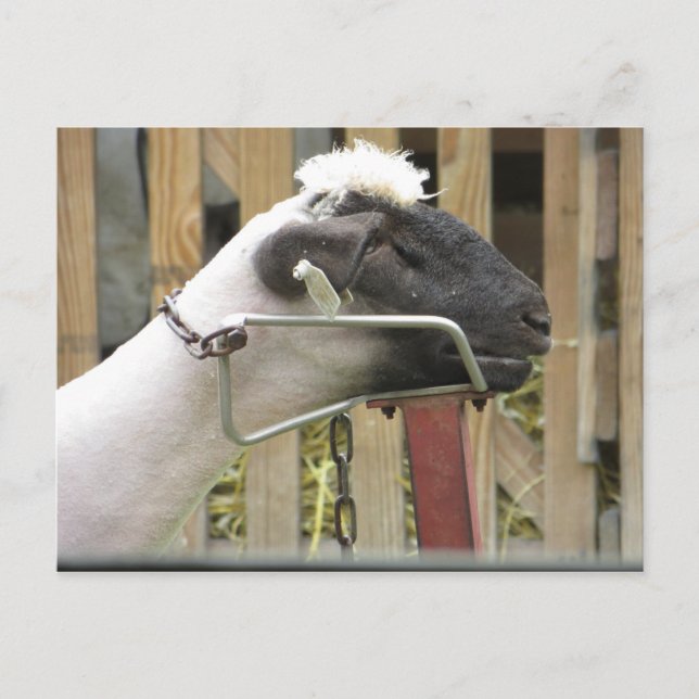 Sheered Sheep Postcard (Front)