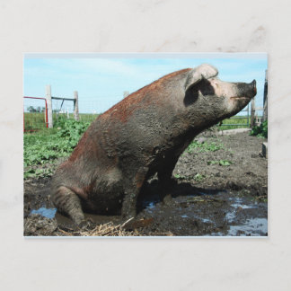 Sheila, my big fat pig postcard